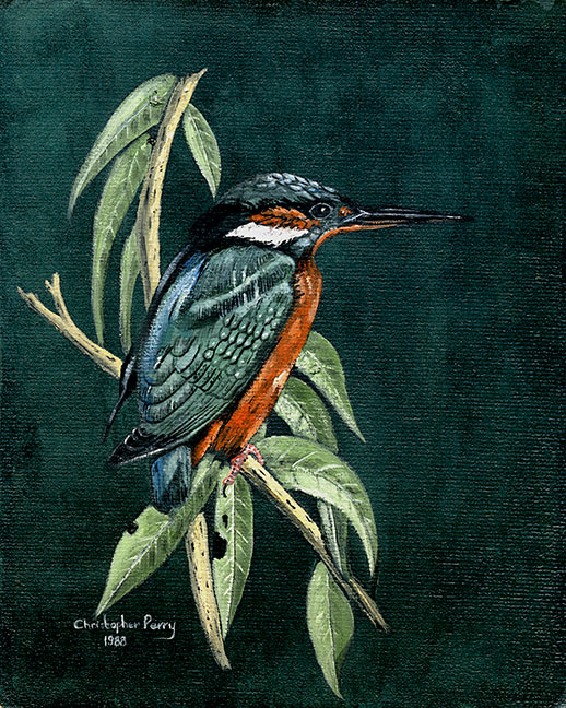 Kingfisher